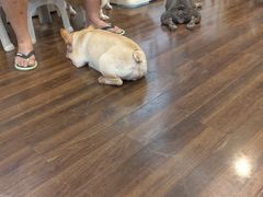 -柯斗斗主题餐厅·狗咖·围炉煮茶·茶饮(国瑞升平里店)