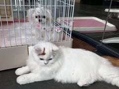 -萌兽医馆·眼科·异宠专科(三里屯店)