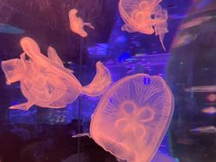 -海合安成都极地海洋公园