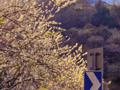 -广州市流溪河国家森林公园