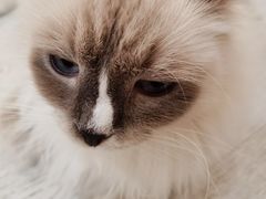 -共舞时光猫咖·狗咖(新街口店)
