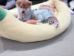 -逗柴咖啡屋·狗咖猫咖宠物桌游