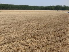 -黄河故道国家森林公园