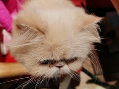 -猫色咖啡·猫咖