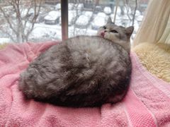 -中农大我爱我爱24h动物医院·中医针灸·猫专科·骨科医疗中心(双井店)