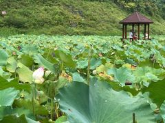 -靖西鹅泉风景区