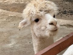 -栾川竹海野生动物园