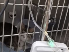 -宠福鑫动物医院(城北分院)