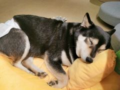 -逗柴咖啡屋·狗咖猫咖宠物桌游
