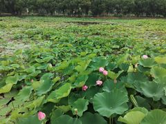-荷塘月色湿地公园·向阳花洲