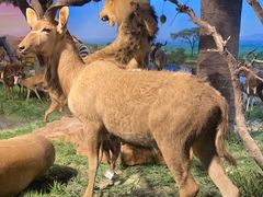 -国家自然博物馆