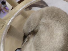 -喵园·猫主题咖啡厅·撸猫·猫咖(国贸店)