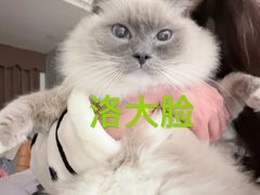 -帕帕拉兹宠物(亚洲旗舰店)