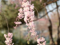 -中央广播电视塔