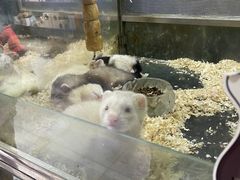 -青石桥花鸟鱼虫市场(叠翠城店)