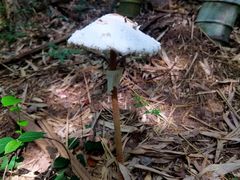 -上海佘山国家森林公园天马山园