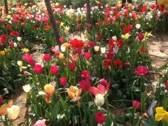 -洛阳郁金香牡丹园