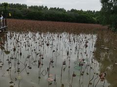 -大湾区中央湿地公园