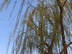 -玫瑰烘焙(商贸街店)