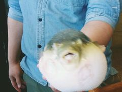 -天正河鲀·河豚亭(大连店)