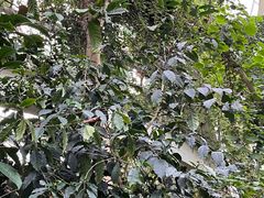 -昆明植物园