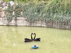 -虹迎轩·中餐厅(虹桥迎宾馆店)