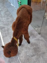 -神奇动物撸宠馆·羊驼·小浣熊·异宠(豫园店)