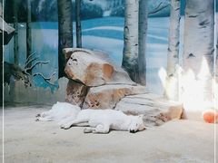 -芜湖新华联大白鲸海洋公园