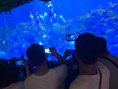 -芜湖新华联大白鲸海洋公园