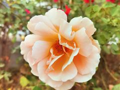 -北京植物园南门售票处