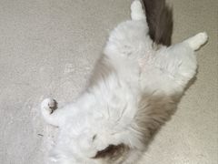 -藏猫猫咖啡主题馆(中央大道店)