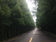 -日照海滨国家森林公园