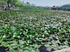 -前关湿地公园