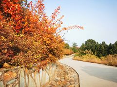 -北京西山国家森林公园