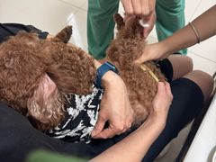 -派美特宠物医院·核磁CT·骨科肿瘤·疑难转诊(沈农禾丰店)