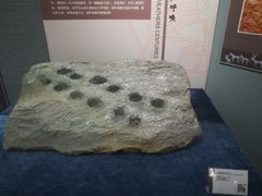 -宁夏博物馆
