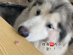 -汪说·狗咖(旺城大厦店)