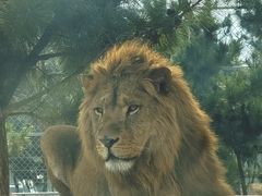 -西霞口神雕山野生动物世界