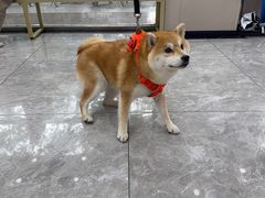 -瑞鹏宠物医院·骨外科·心肾科·肿瘤科(九亭店)