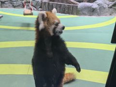 -海合安成都极地海洋公园