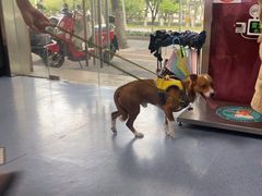 -顺强宠物诊所·狂犬免疫·夜诊·骨科(嘉定店)
