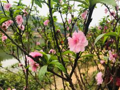 -南国桃园旅游度假区