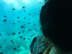 -亚龙湾海底世界