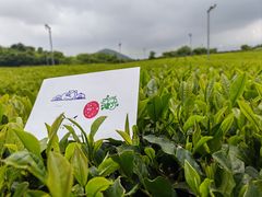 -雪绿茶博物馆