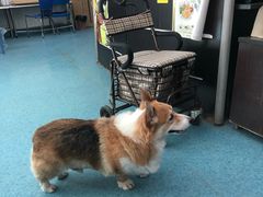 -北京赛佳动物医院