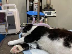 -暖阳宠物医院·犬猫康复中心·骨科