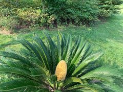 -荷塘月色湿地公园·向阳花洲