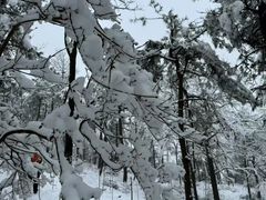 -四明山国家森林公园