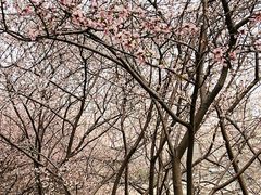 -桃花堤公园