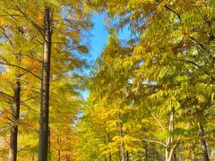 -昆山城市生态森林公园